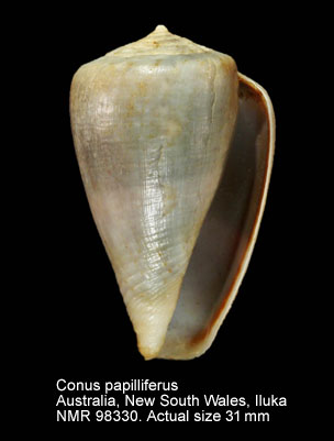 Conus papilliferus (11).jpg - Conus papilliferus G.B.Sowerby,1834